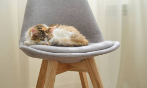 猫咪为什么喜欢在椅子睡觉呢