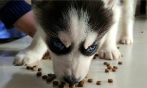 幼狗如何笼养幼犬狗粮吃的多