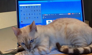 为什么猫咪喜欢坐电脑呢