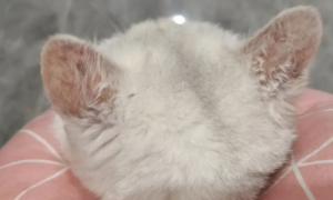 猫咪耳朵为什么会萎缩