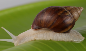 壳尖尖的是什么蜗牛