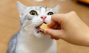 猫咪吃饭老是咬的原因