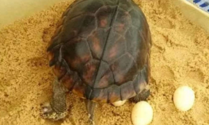 一只乌龟能生宝宝吗