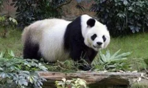 大熊猫美香是哪里送出的