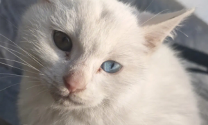 蓝眼白猫异瞳价格多少