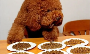 泰迪小狗如何选择狗粮呢