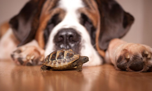 狗可以吃乌龟壳吗