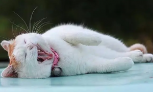 猫咪为什么会感到疲惫无力呢