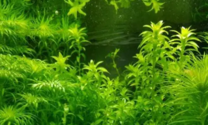 鱼缸养哪种水草能提供氧气