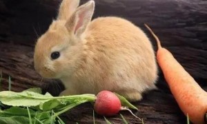 兔子最爱吃的10种食物