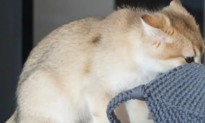 为什么猫咪喜欢舔麻袋呢怎么回事