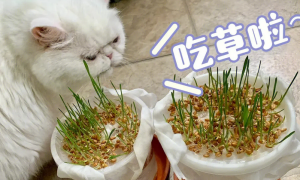 如何给猫喂猫草