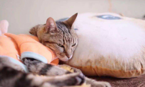 猫咪突然咬枕头为什么呢