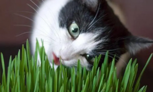猫草是必须的吗
