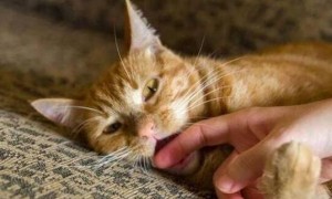 为什么猫咪睡着后会咬人呢
