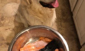 狗狗吃三文鱼有什么好处