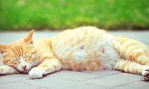为什么怀孕猫咪总是尿身上呢