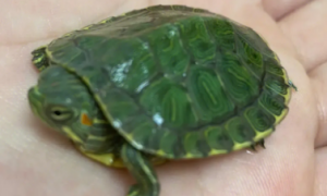 巴西龟算是风水龟吗