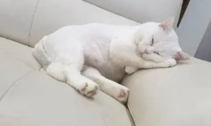 猫咪为什么靠沙发睡觉呢