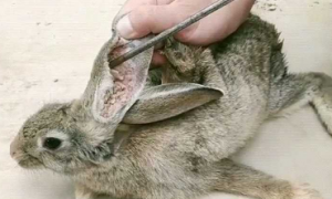 兔子有耳螨会自愈吗