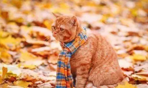 秋季猫咪为什么叫得厉害一点