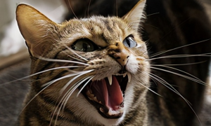 猫咪持续发生吼叫是为什么原因
