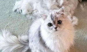 为什么猫咪使劲掉毛呢怎么回事