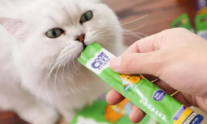猫咪拉稀能吃猫条吗