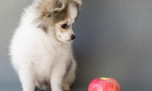 狗狗吃苹果核会怎么样呢