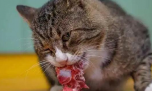 宠物猫可以吃生骨肉吗