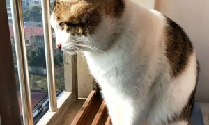 猫咪为什么喜欢在窗边