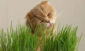 猫草去哪里买
