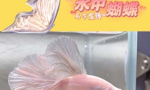 泰国斗鱼多少钱一只？水蝴蝶、仙女鱼yyds！