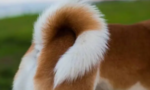 为什么狗狗把尾巴当玩具呢