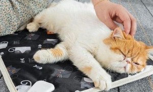 猫咪为什么要用加热垫睡觉呢
