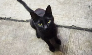 猫咪为什么长得黑黑的