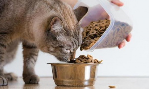 为什么猫咪吃饭要闭眼睡觉的原因