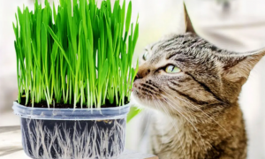 猫草一次种多少