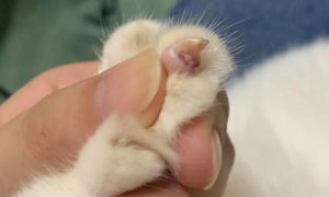 猫咪不能磨指甲的原因