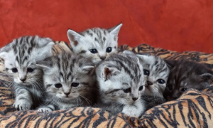 生了6只猫是什么好兆头