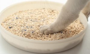 两种猫砂可以掺在一起用吗