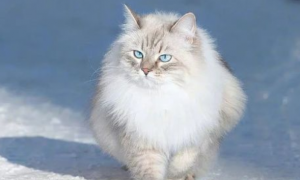 西伯利亚猫好养吗
