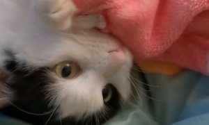 为什么猫咪都会舔毛毯呢