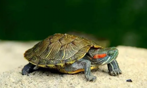 怎样判断乌龟公母