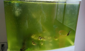 鱼缸里长了绿藻怎么处理