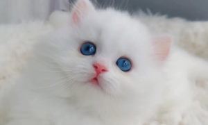 纯白蓝眼睛猫拿破仑价格