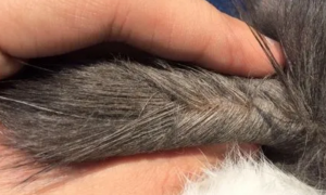 猫咪尾巴毛囊炎