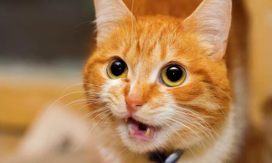 猫咪为什么有点尖叫呢