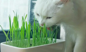 猫草是什么样的