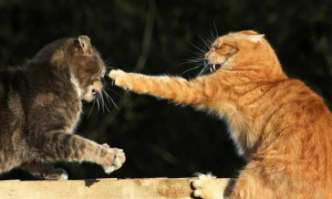 为什么猫咪打架厉害不吃饭呢